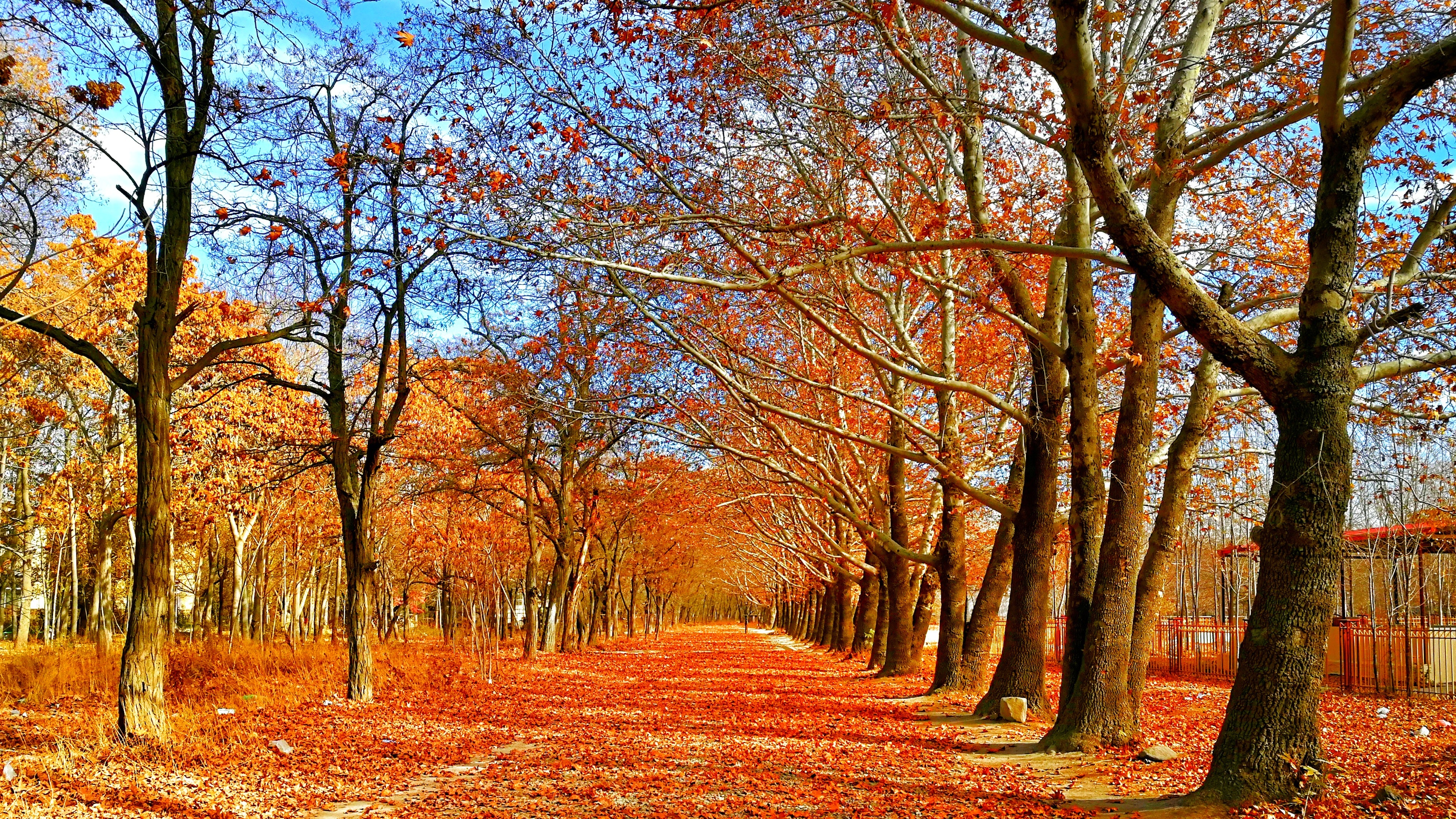 Picturesque autumn forest with colorful leaves and an avenue bathed in autumn sunshine
