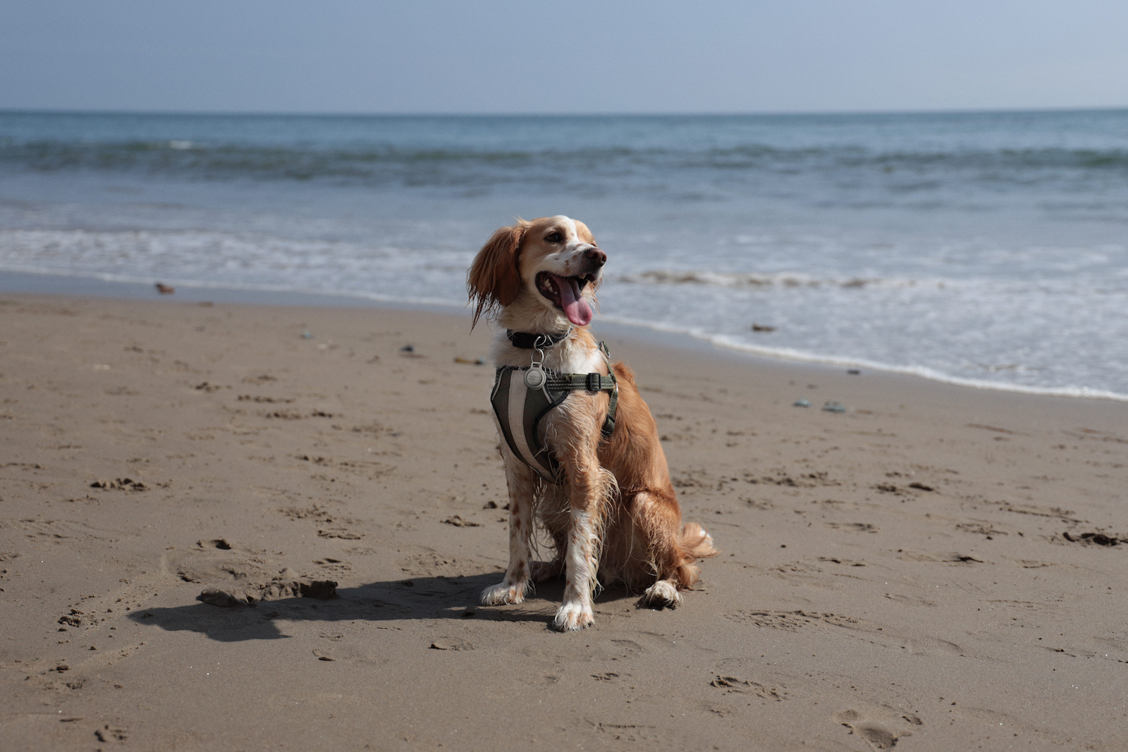 Nomad Rugged Pet Tag / Rugged Keychain