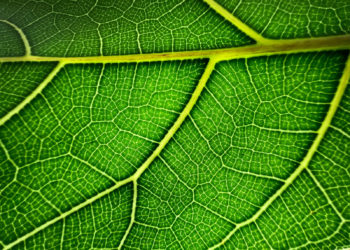 Disable iPhone 13 macro photography
