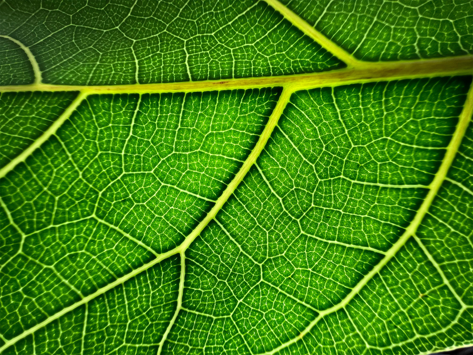 Disable iPhone 13 macro photography