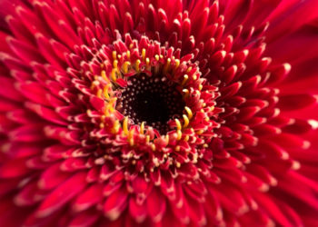 iPhone 13 macro photography