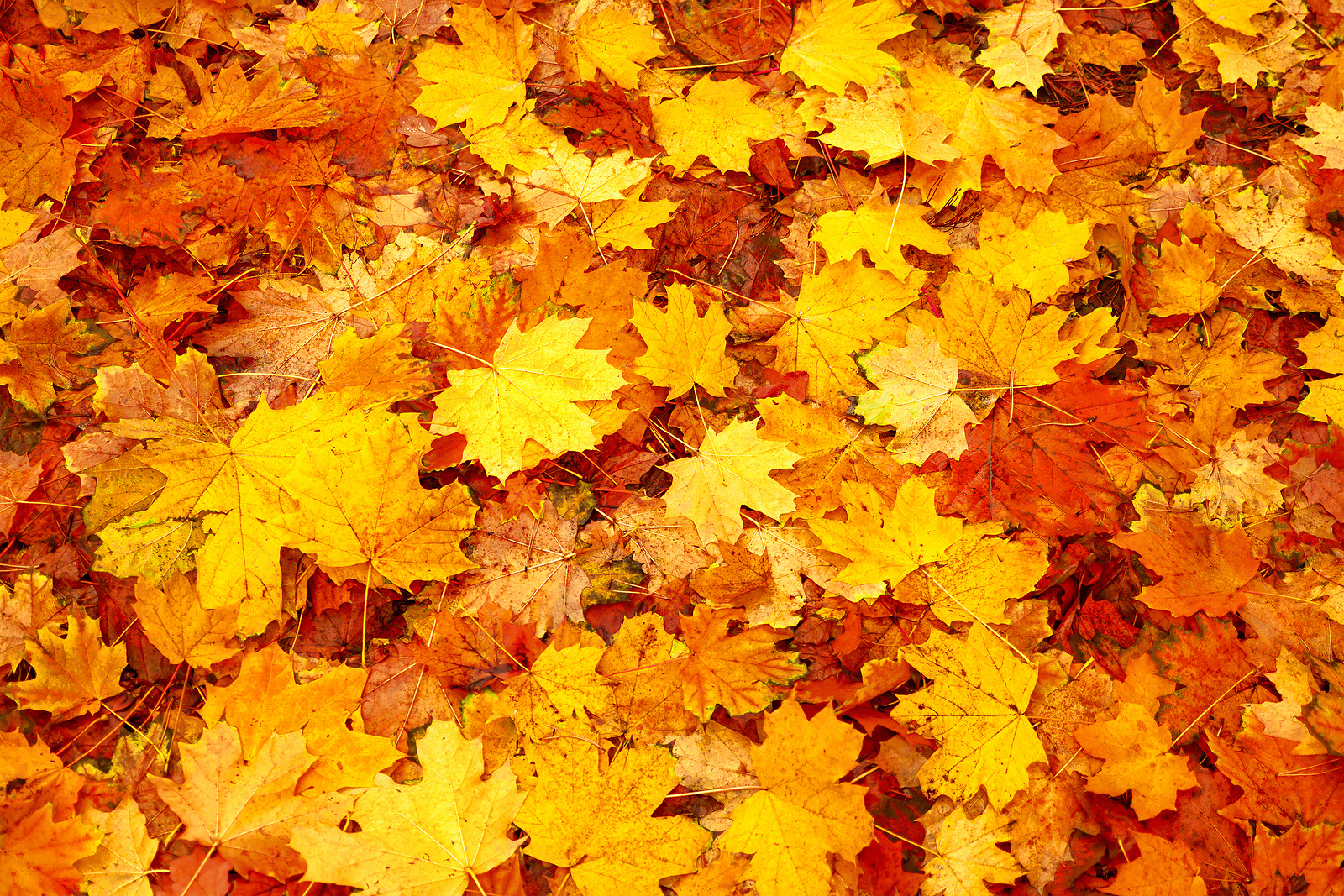 Apple October iPadOS