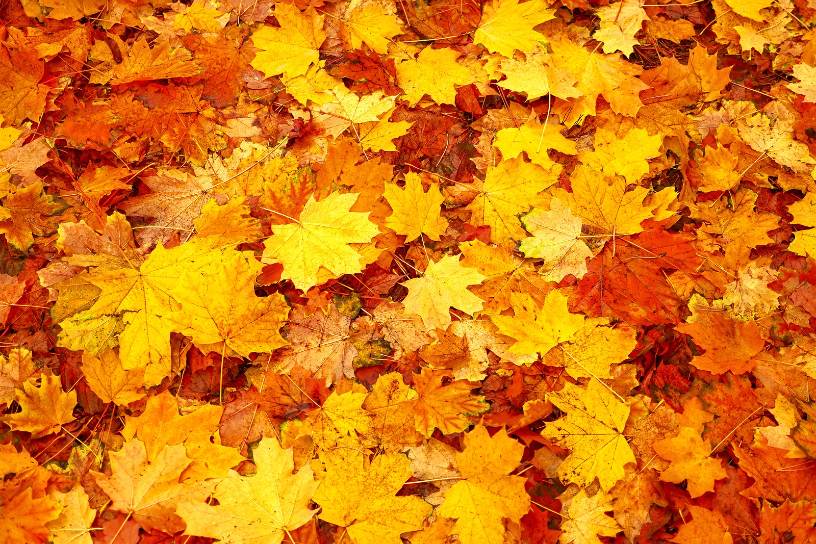 Apple October iPadOS